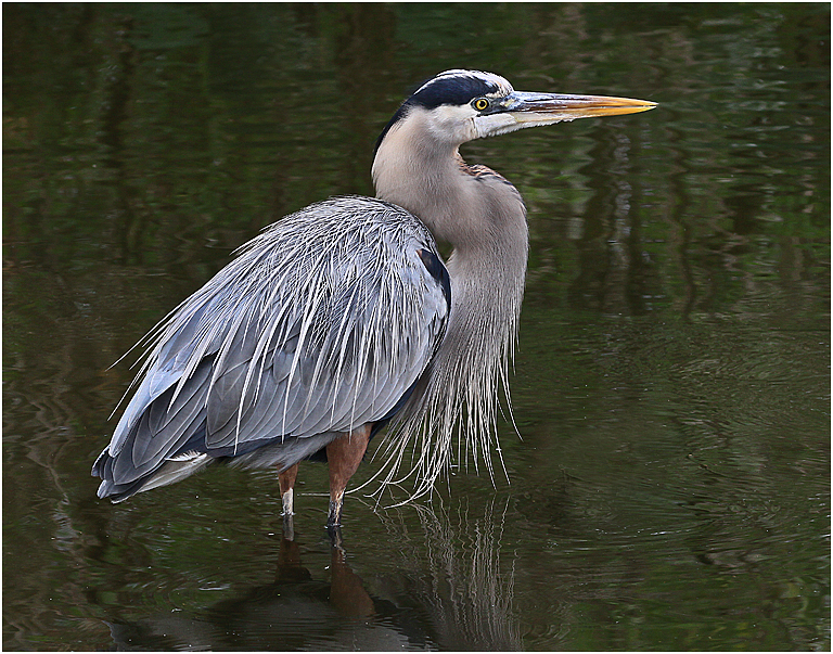 Orlando 2012 3597 (Feathery Adornment on Heron)   P O'Malley